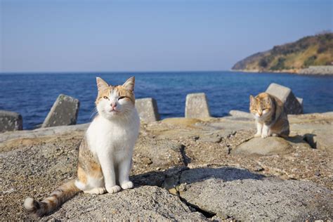  Aoshima Adası, Miyazakinin Kutsal Kediler Diyarı ve Muhteşem Manzaralarıyla Size Bekliyor!